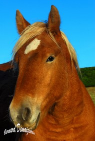 Photographies de chevaux dans le Puy de Dome.
