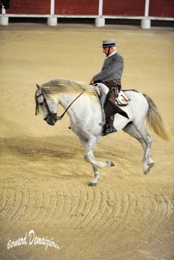 Spectacle-equestre-Palavas-18