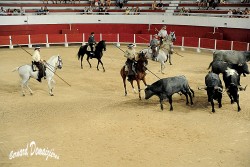 Spectacle-equestre-Palavas-2