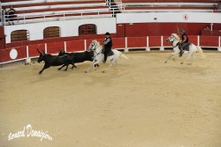 Spectacle-equestre-Palavas-35
