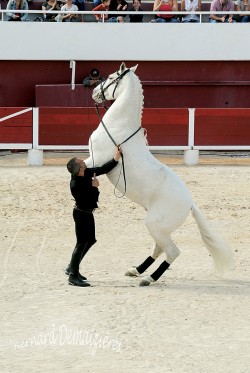 Spectacle-equestre-Palavas-36