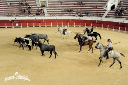 Spectacle-equestre-Palavas-56