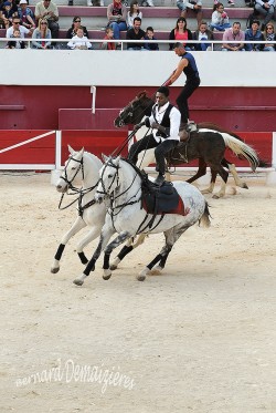 Spectacle-equestre-Palavas-65
