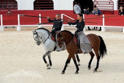 Spectacle-equestre-Palavas-72
