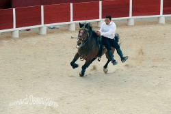 Spectacle-equestre-Palavas-87